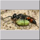 Astata boops - Wanzengrabwespe 20d beim Nesteintrag.jpg